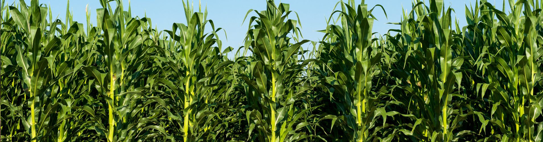 Corn field.